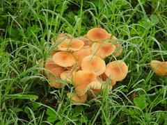 Marasmius vagus