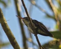 Chrysuronia versicolor