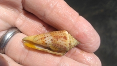 Conus scalaris
