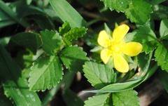 Potentilla canadensis