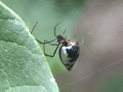 Argyrodes