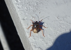 Pentatoma rufipes