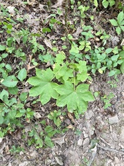 Kalopanax septemlobus