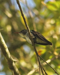 Chrysuronia versicolor