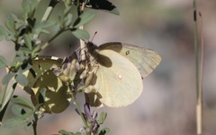Colias interior