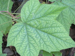 Rubus odoratus