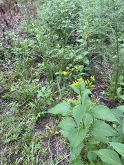 Verbesina occidentalis