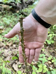 Kalopanax septemlobus