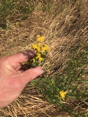 Euthamia occidentalis