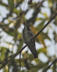 Chrysuronia versicolor