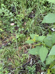 Verbesina occidentalis