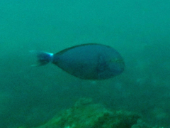 Acanthurus mata