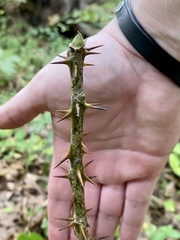 Kalopanax septemlobus