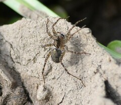 Lycosidae