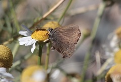 Satyrium saepium