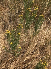 Euthamia occidentalis