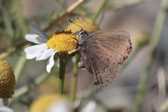 Satyrium saepium
