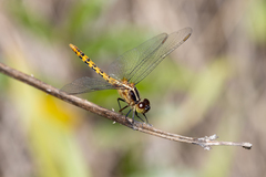 Diplacodes melanopsis