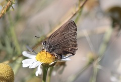 Satyrium saepium