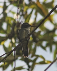 Chrysuronia versicolor