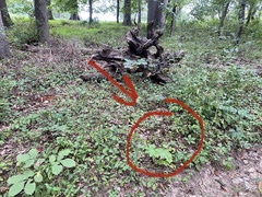 Kalopanax septemlobus