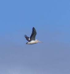 Pelecanus conspicillatus