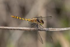 Diplacodes melanopsis