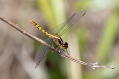 Diplacodes melanopsis