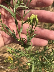 Euthamia occidentalis