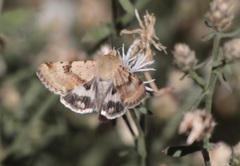 Heliothis phloxiphaga