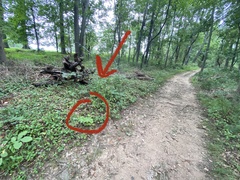 Kalopanax septemlobus