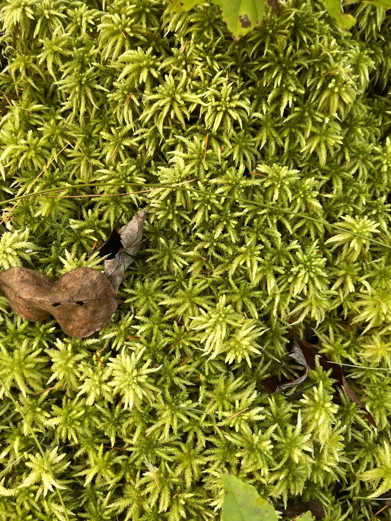 Prairie Peatmoss from Conasauga River, Crandall, GA, US on September 3 ...