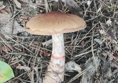 Cortinarius armillatus