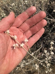 Eriogonum microtheca