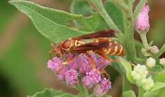 Polistes bellicosus
