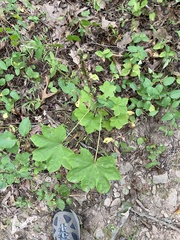 Kalopanax septemlobus