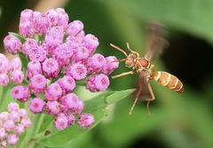Polistes bellicosus