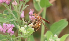 Polistes bellicosus