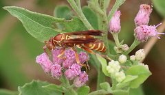 Polistes bellicosus