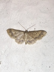 Idaea celtima
