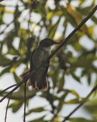 Chrysuronia versicolor