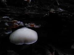 Panellus