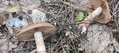 Cortinarius armillatus
