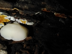 Panellus