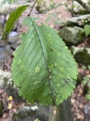 Ulmus rubra