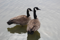 Branta canadensis