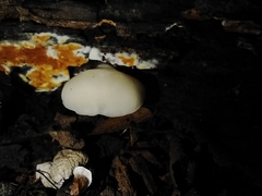 Panellus