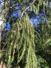 Cupressaceae