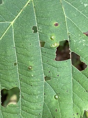 Ulmus rubra