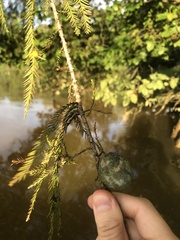 Cupressaceae